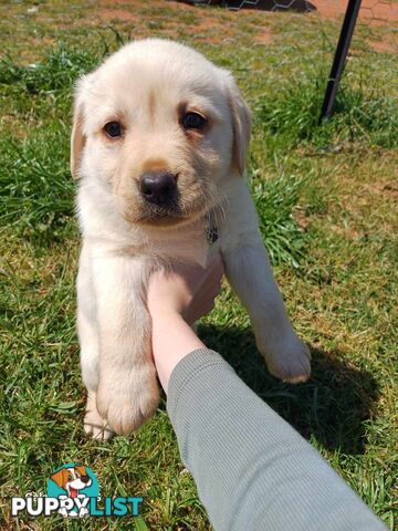 Pure breed labradors