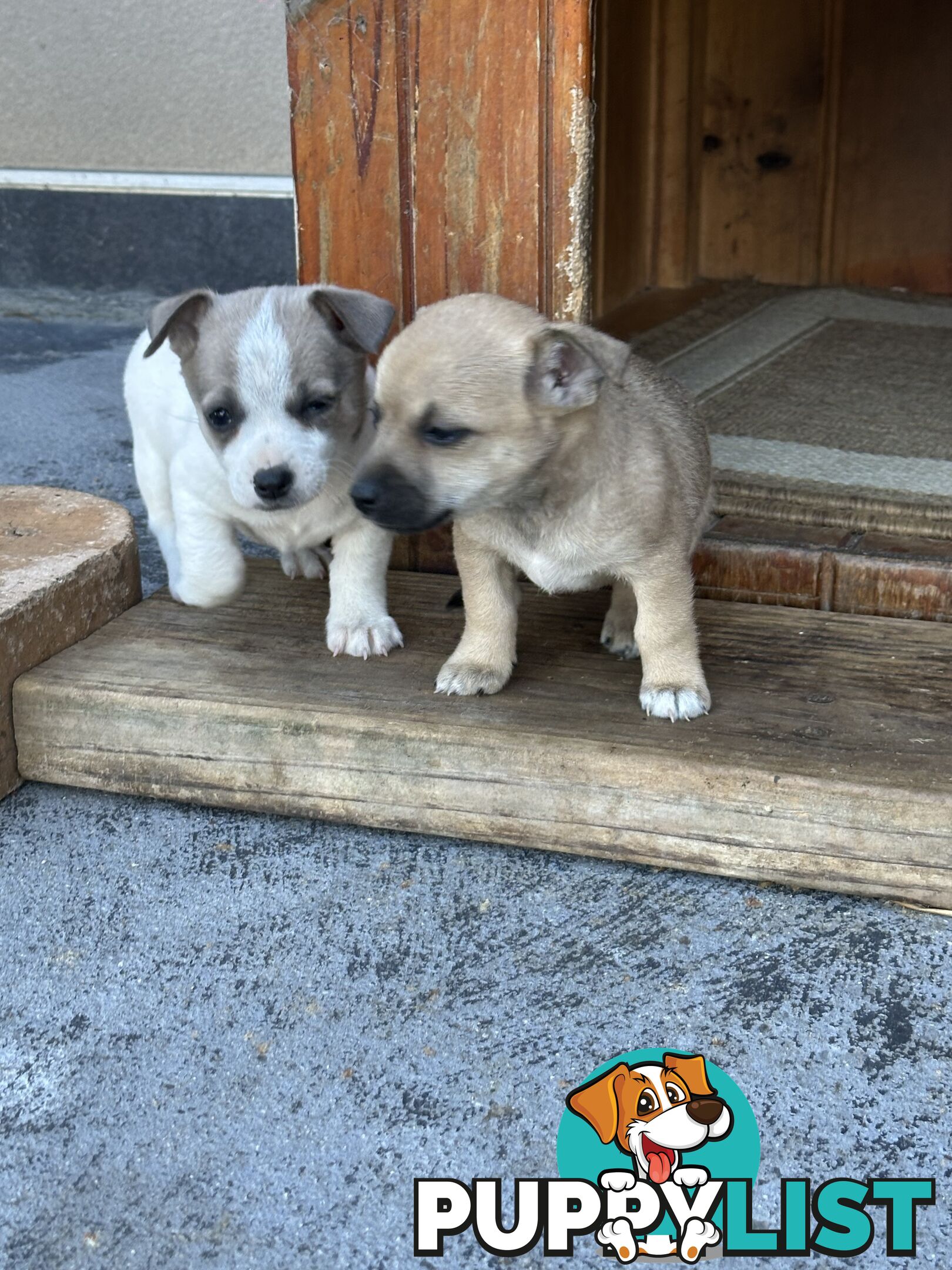 Chihuahua x Jack Russell Puppies