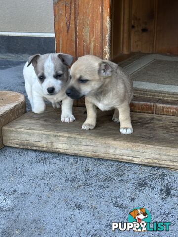 Chihuahua x Jack Russell Puppies