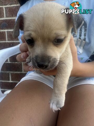 Chihuahua x Jack Russell Puppies