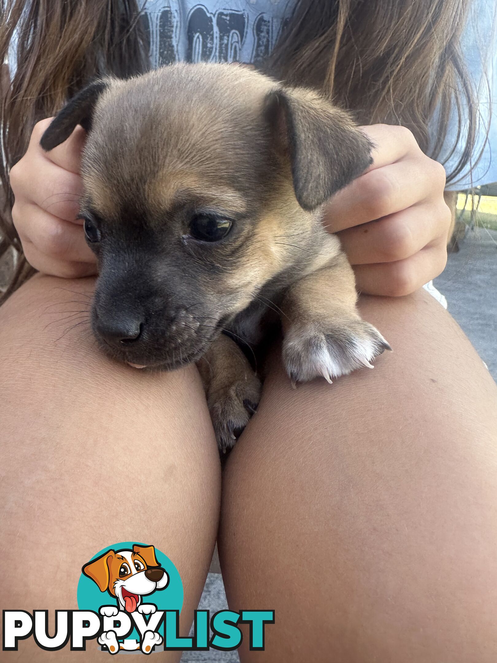 Chihuahua x Jack Russell Puppies