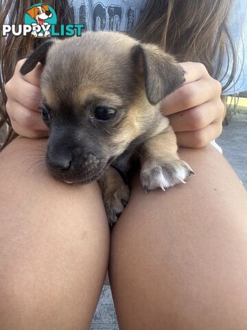 Chihuahua x Jack Russell Puppies