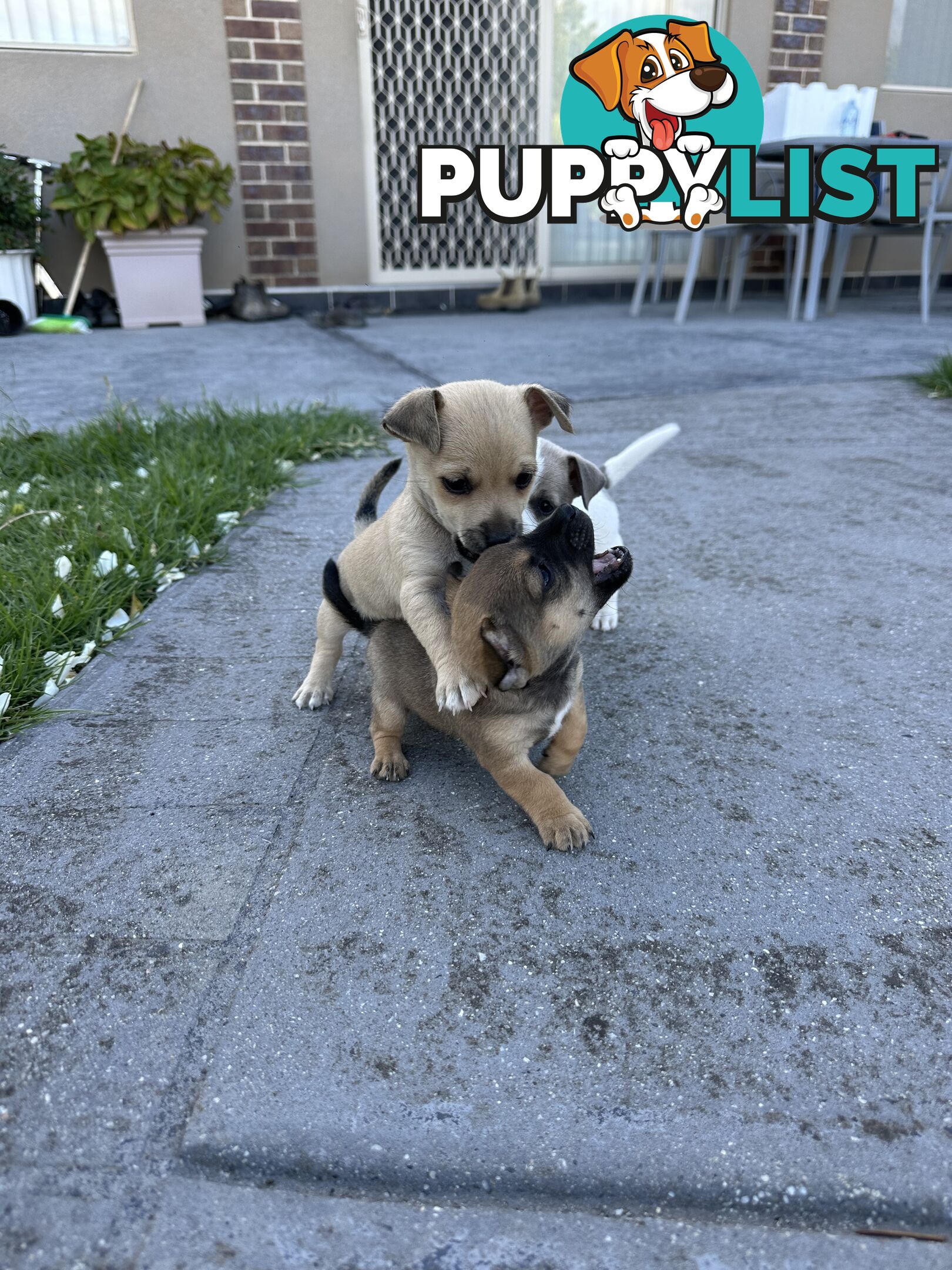 Chihuahua x Jack Russell Puppies