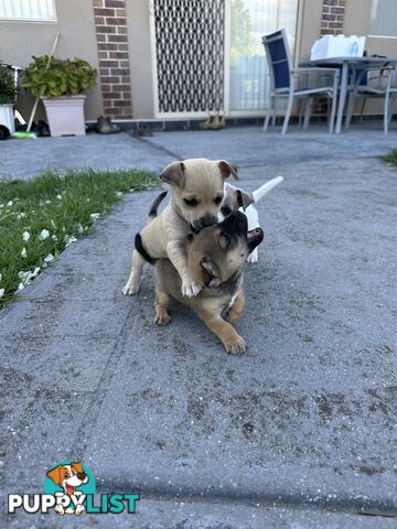 Chihuahua x Jack Russell Puppies