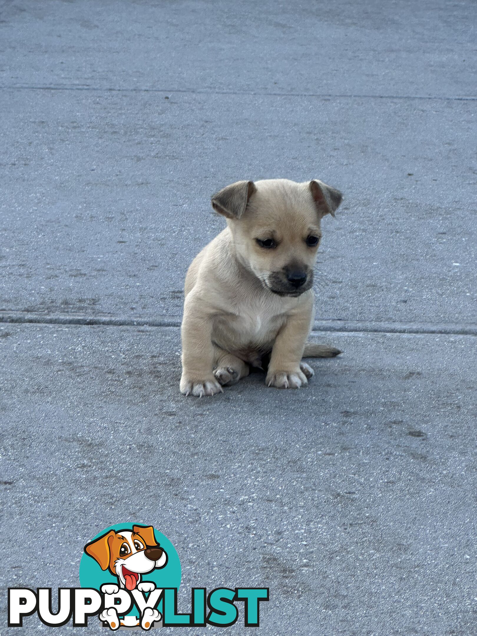 Chihuahua x Jack Russell Puppies