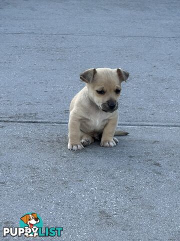 Chihuahua x Jack Russell Puppies