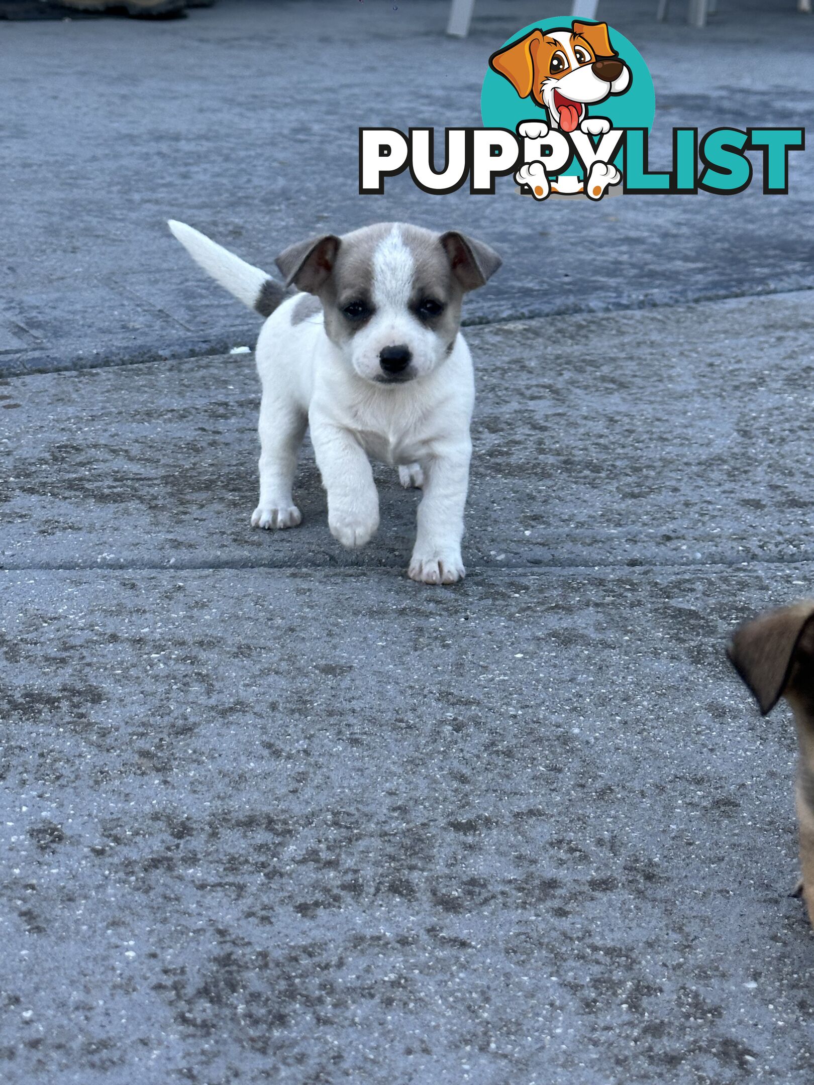 Chihuahua x Jack Russell Puppies