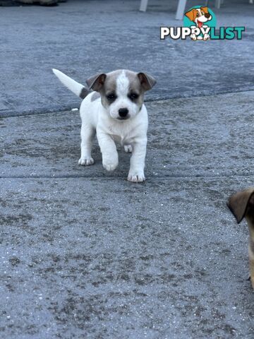 Chihuahua x Jack Russell Puppies