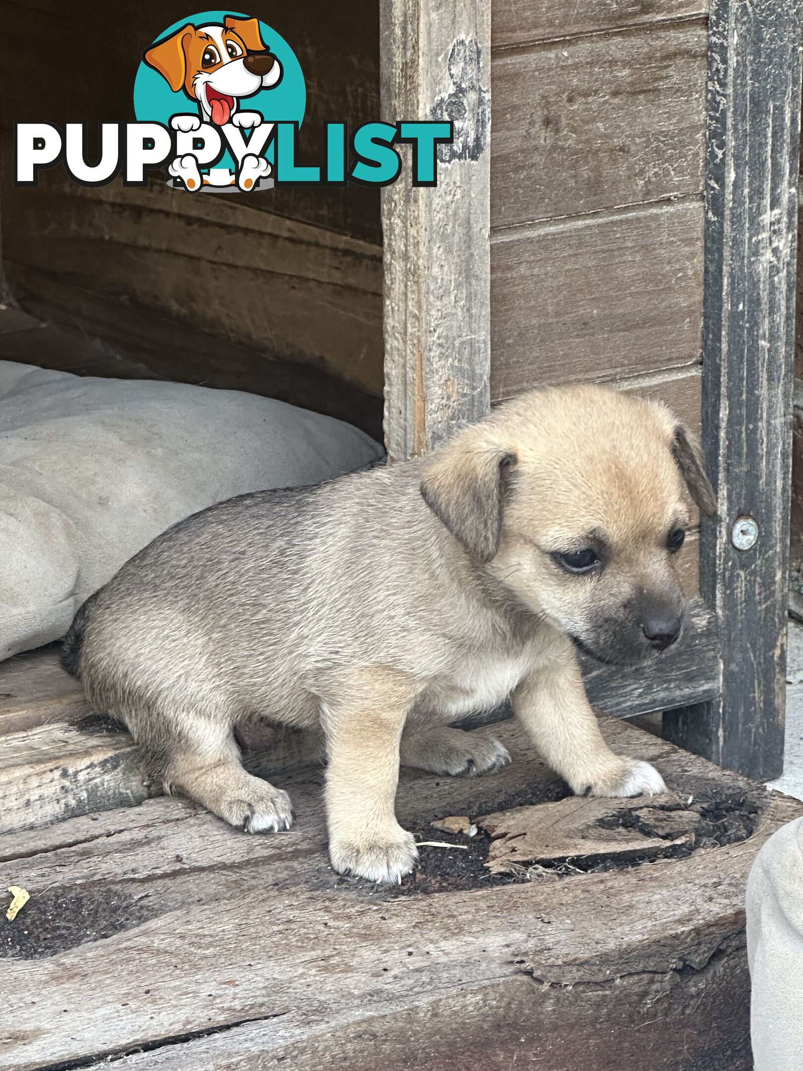 Chihuahua x Jack Russell Puppies