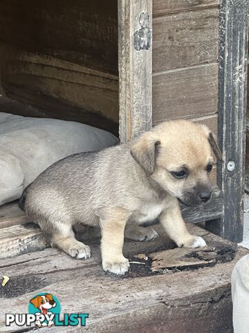 Chihuahua x Jack Russell Puppies