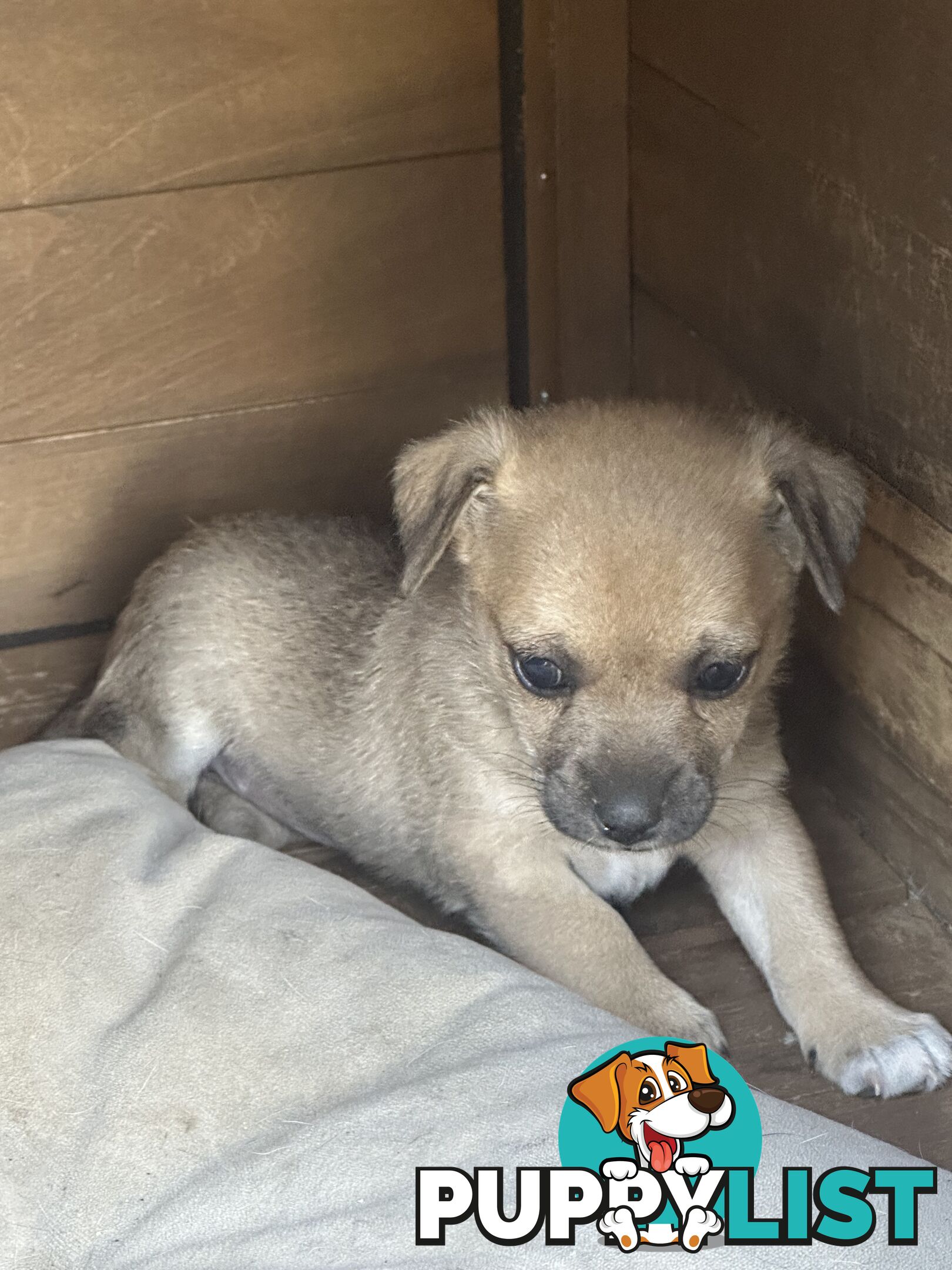 Chihuahua x Jack Russell Puppies