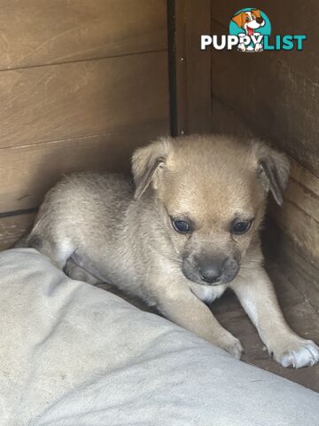 Chihuahua x Jack Russell Puppies