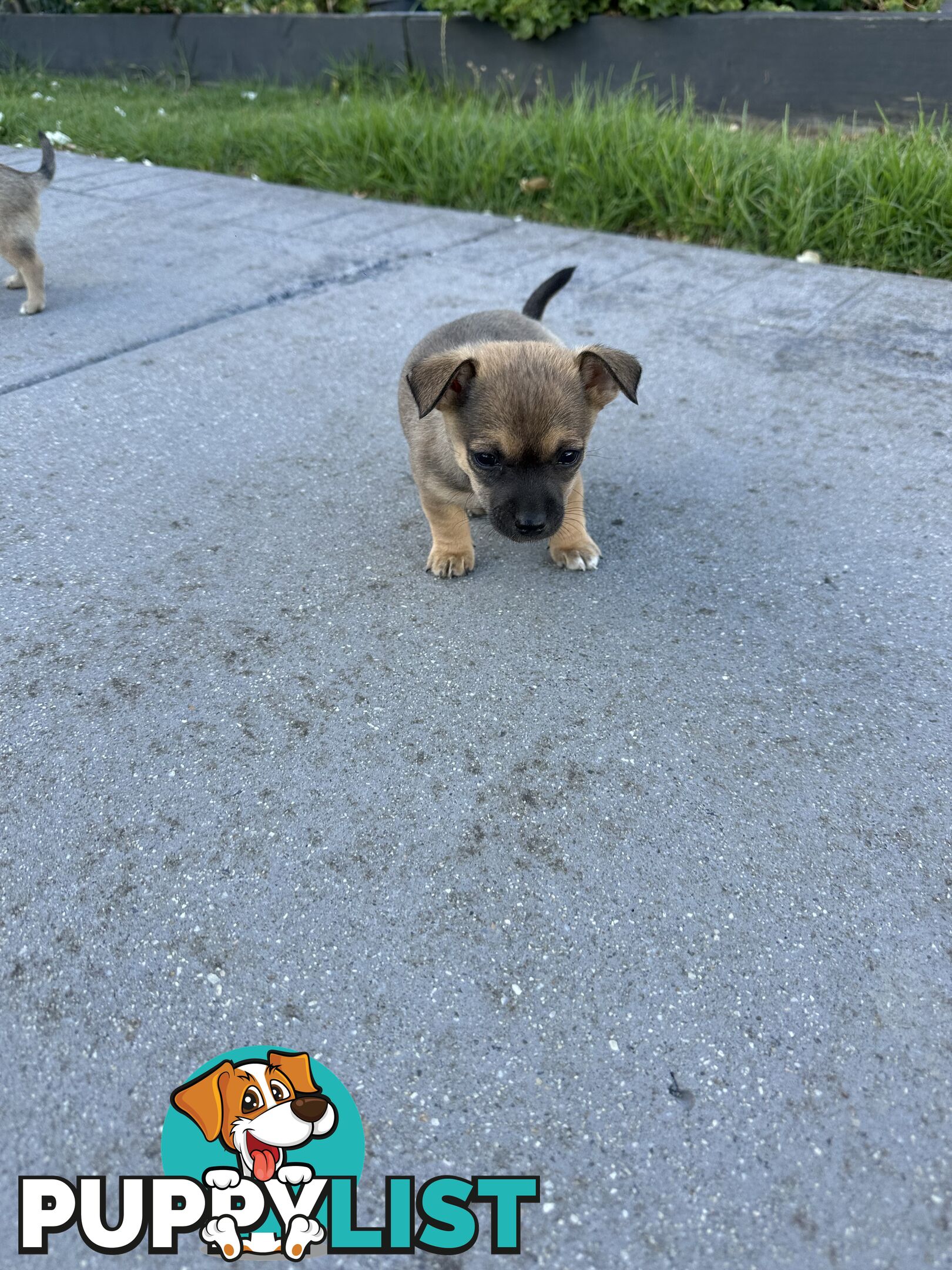 Chihuahua x Jack Russell Puppies