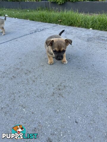 Chihuahua x Jack Russell Puppies