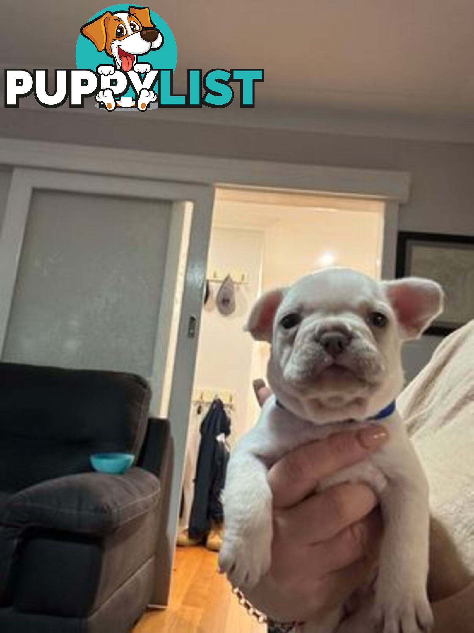 Platinum French Bulldog puppies