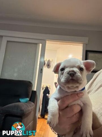 Platinum French Bulldog puppies