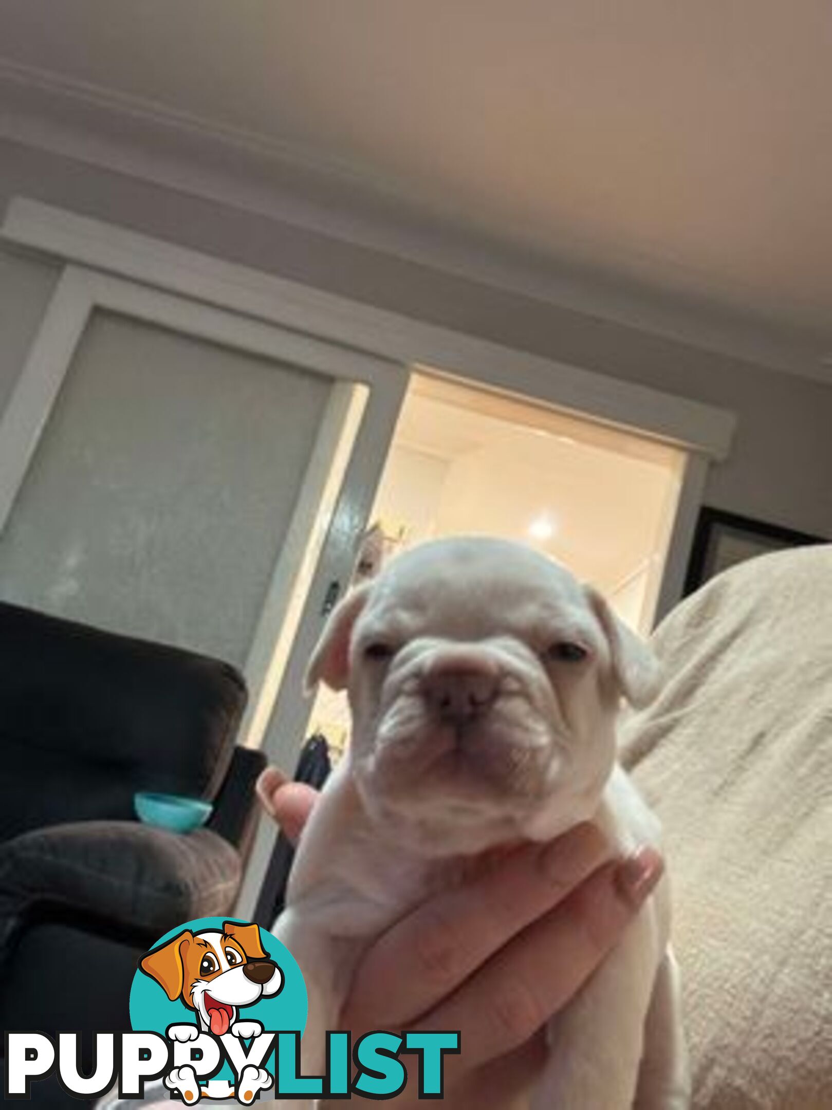 Platinum French Bulldog puppies