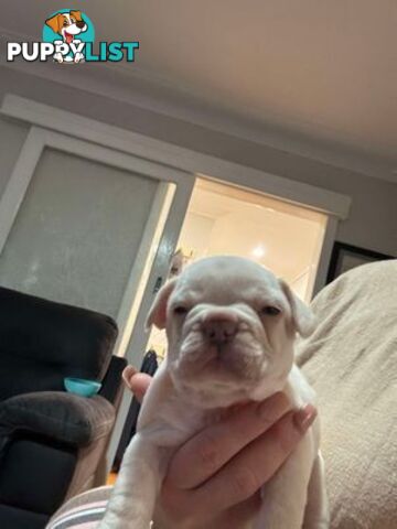 Platinum French Bulldog puppies