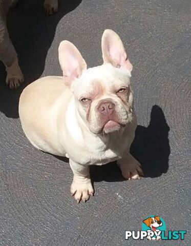 Platinum French Bulldog puppies