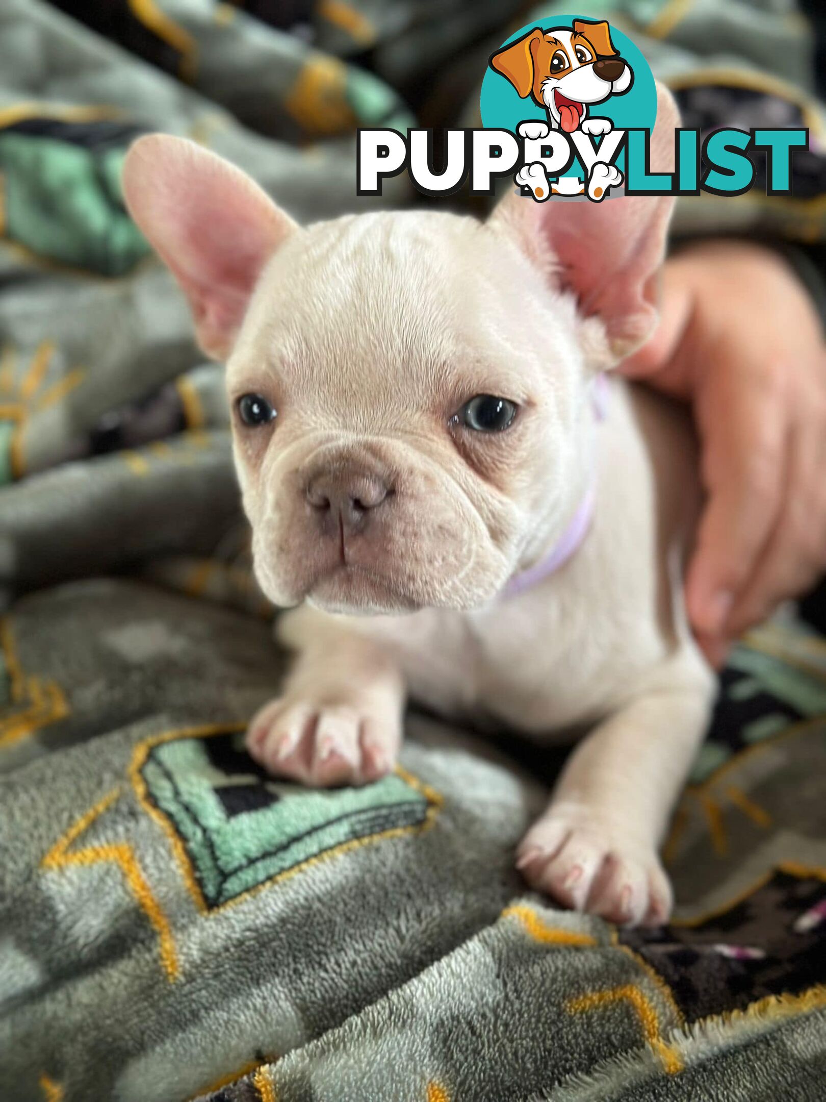 Platinum French Bulldog puppies