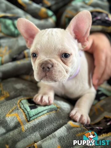 Platinum French Bulldog puppies