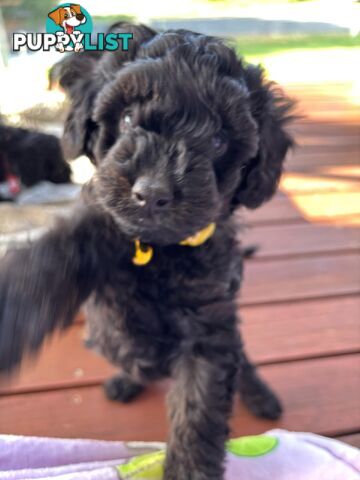 Toy Cavoodle Pup