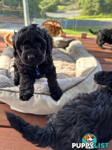 Toy Cavoodle Pups