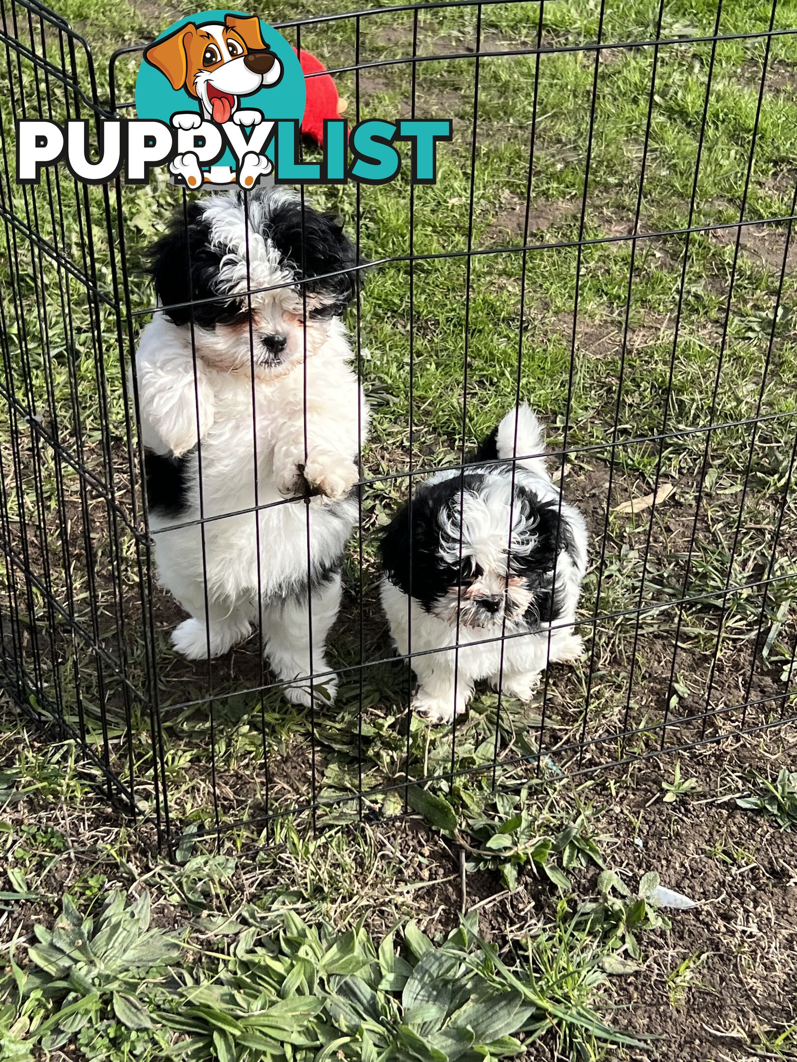 Beautiful Maltese Shitzu Puppies Ready for Forever Home