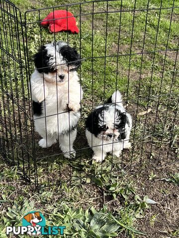 Beautiful Maltese Shitzu Puppies Ready for Forever Home