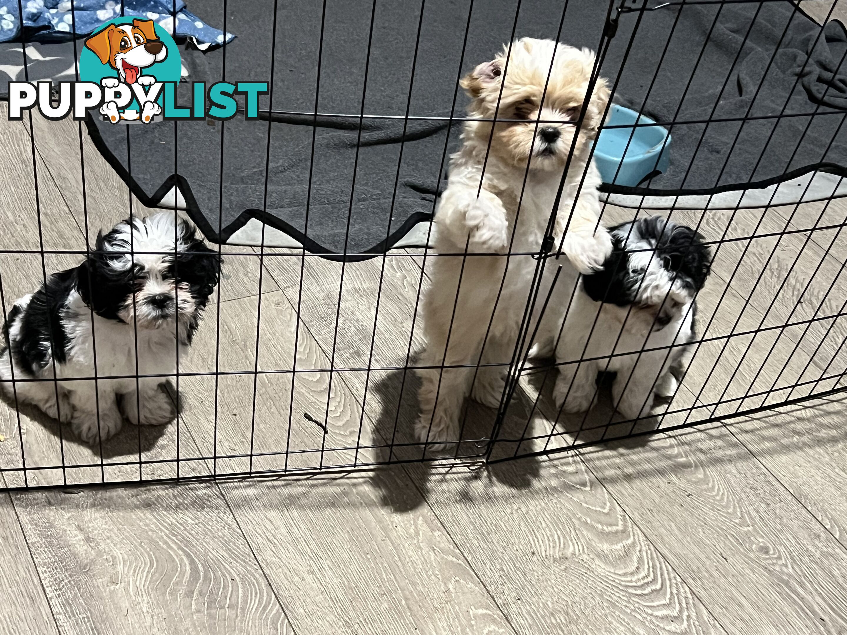 Beautiful Maltese Shitzu Puppies Ready for Forever Home