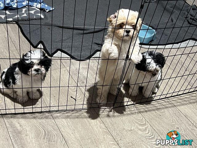 Beautiful Maltese Shitzu Puppies Ready for Forever Home