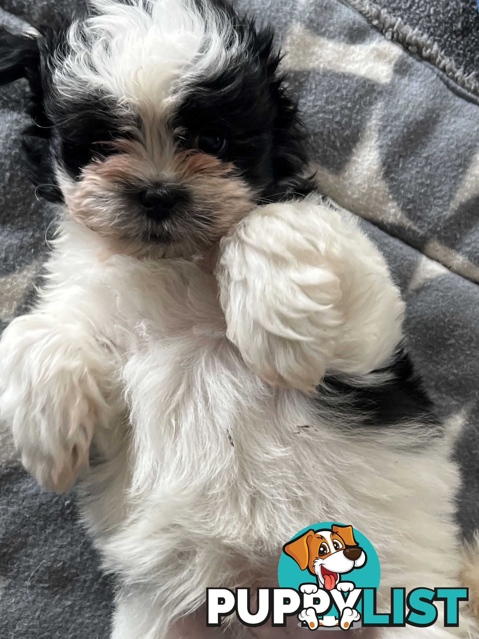 Beautiful Maltese Shitzu Puppies Ready for Forever Home