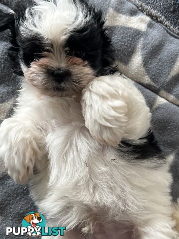 Beautiful Maltese Shitzu Puppies Ready for Forever Home
