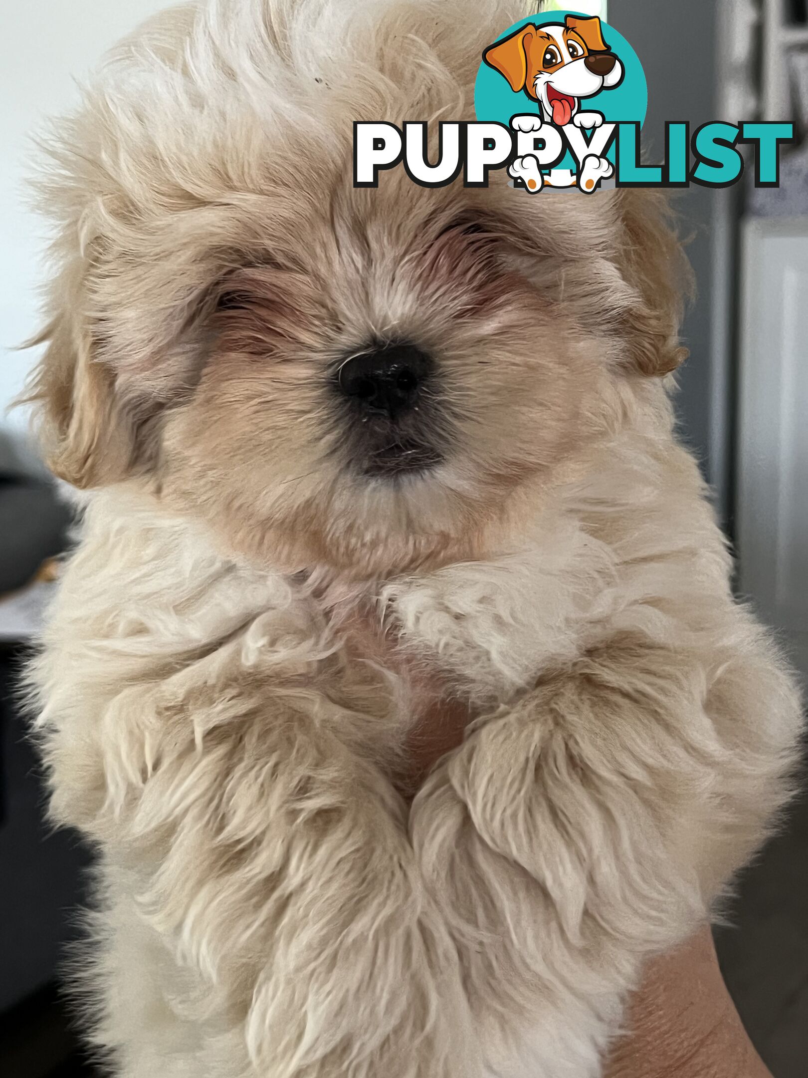 Beautiful Maltese Shitzu Puppies Ready for Forever Home