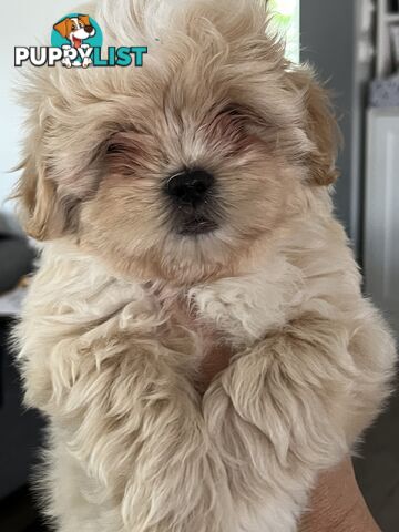 Beautiful Maltese Shitzu Puppies Ready for Forever Home
