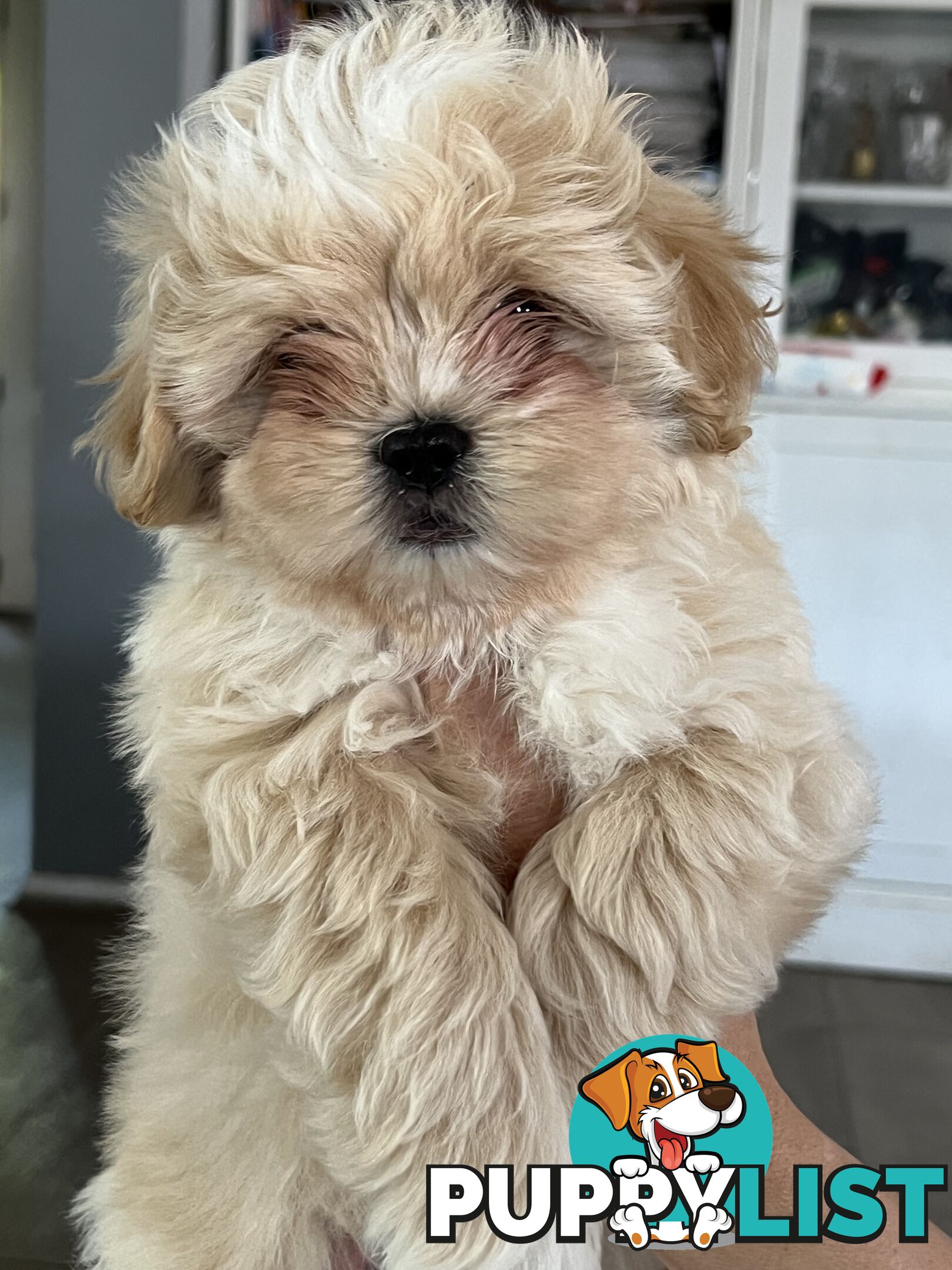 Beautiful Maltese Shitzu Puppies Ready for Forever Home