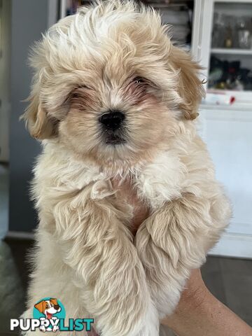 Beautiful Maltese Shitzu Puppies Ready for Forever Home