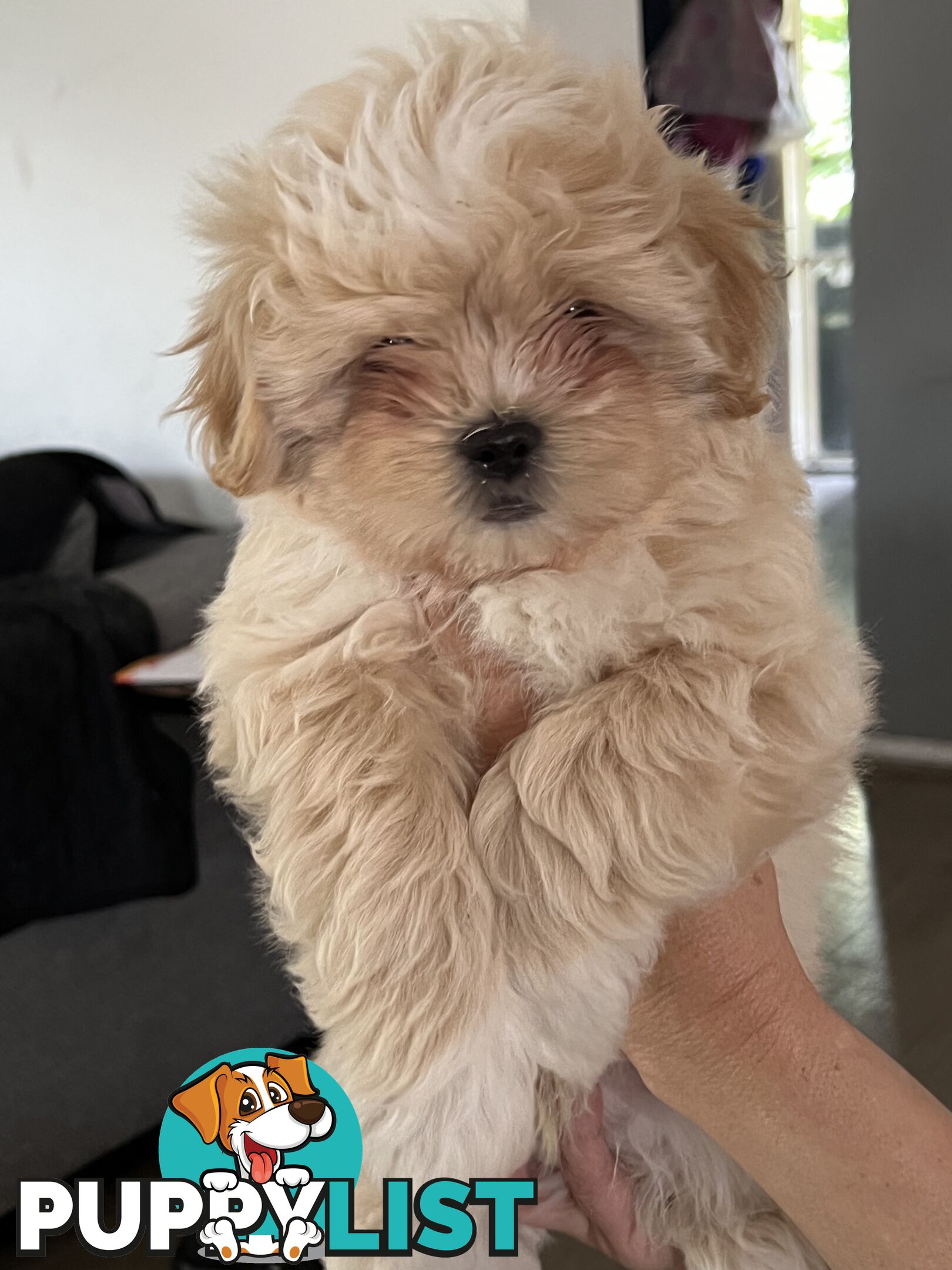 Beautiful Maltese Shitzu Puppies Ready for Forever Home