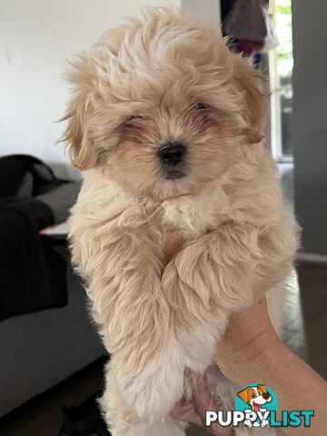 Beautiful Maltese Shitzu Puppies Ready for Forever Home