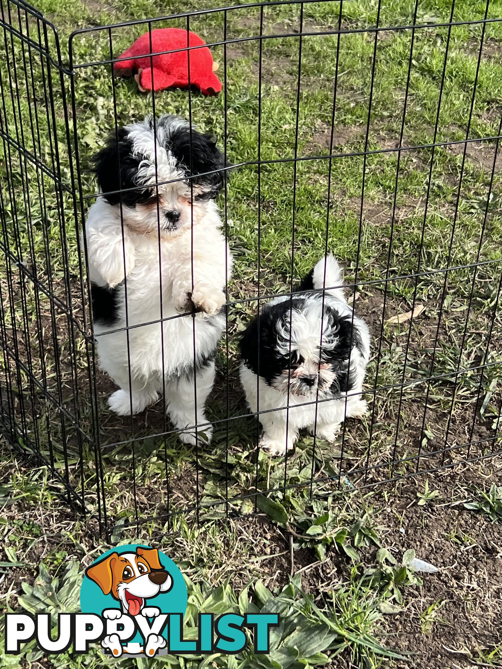 Beautiful Maltese Shitzu Puppies Ready for Forever Home