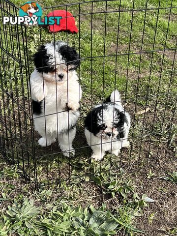 Beautiful Maltese Shitzu Puppies Ready for Forever Home