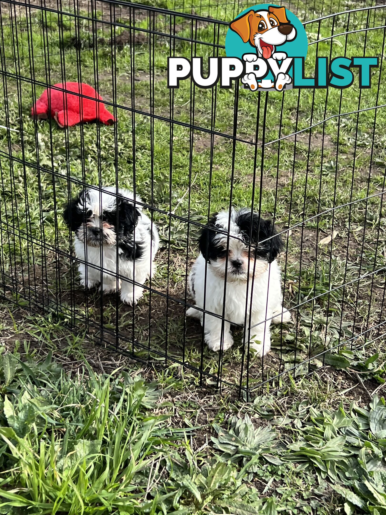 Beautiful Maltese Shitzu Puppies Ready for Forever Home