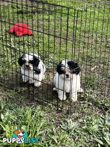 Beautiful Maltese Shitzu Puppies Ready for Forever Home