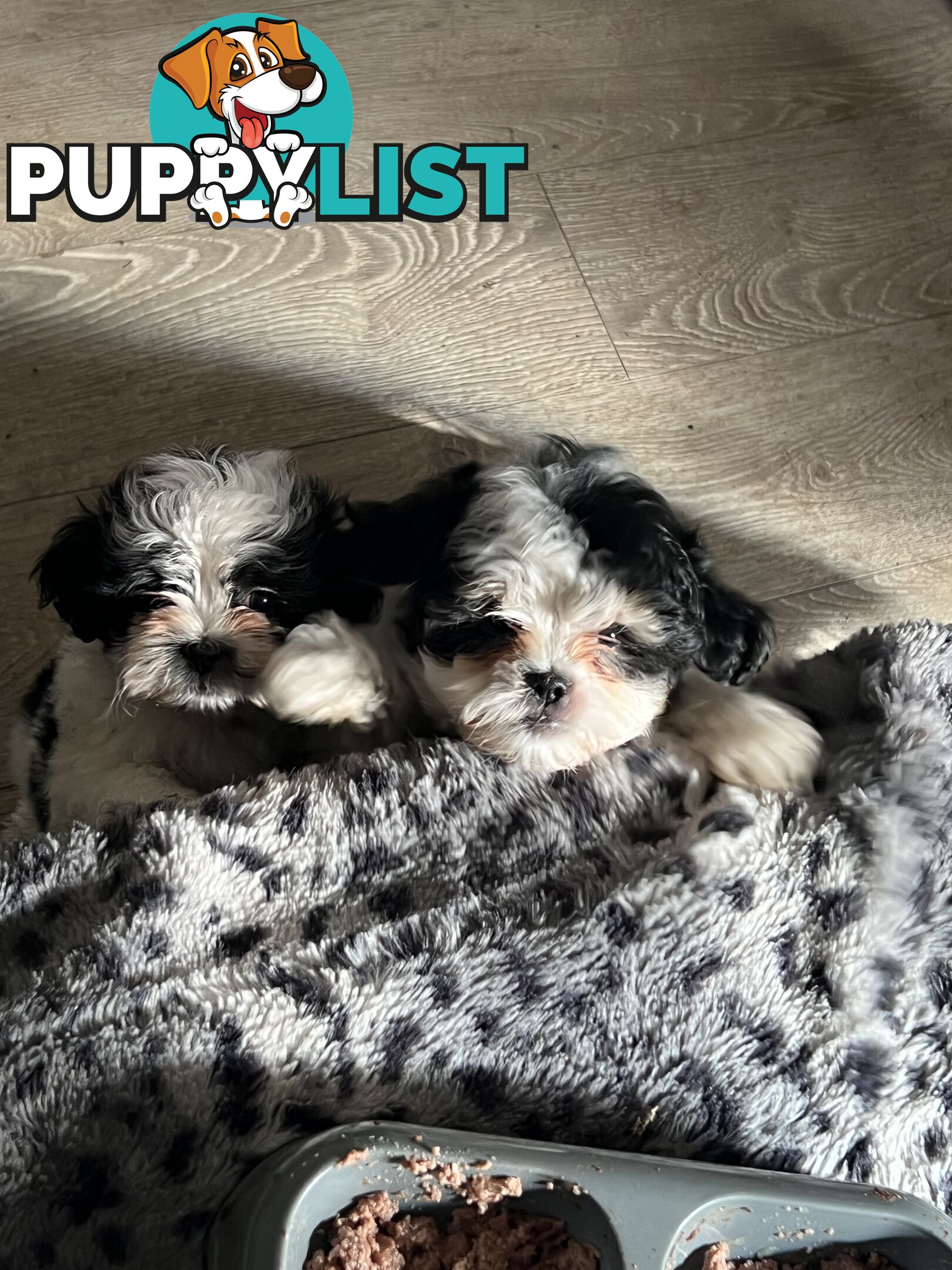 Beautiful Maltese Shitzu Puppies Ready for Forever Home
