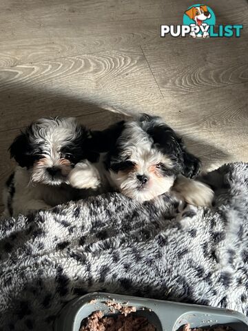 Beautiful Maltese Shitzu Puppies Ready for Forever Home