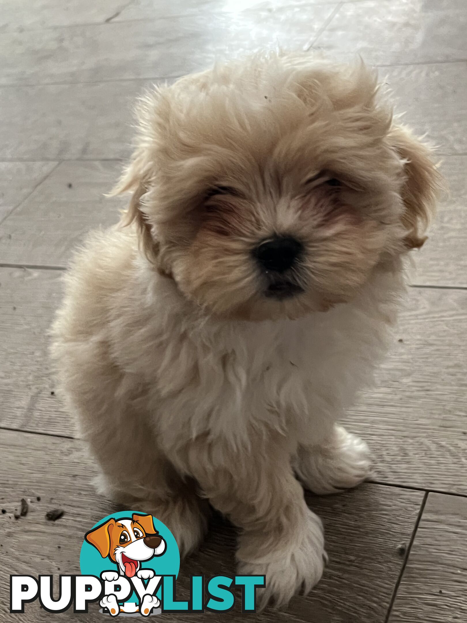 Beautiful Maltese Shitzu Puppies Ready for Forever Home