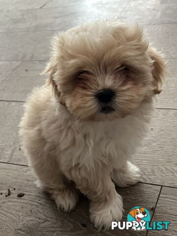 Beautiful Maltese Shitzu Puppies Ready for Forever Home