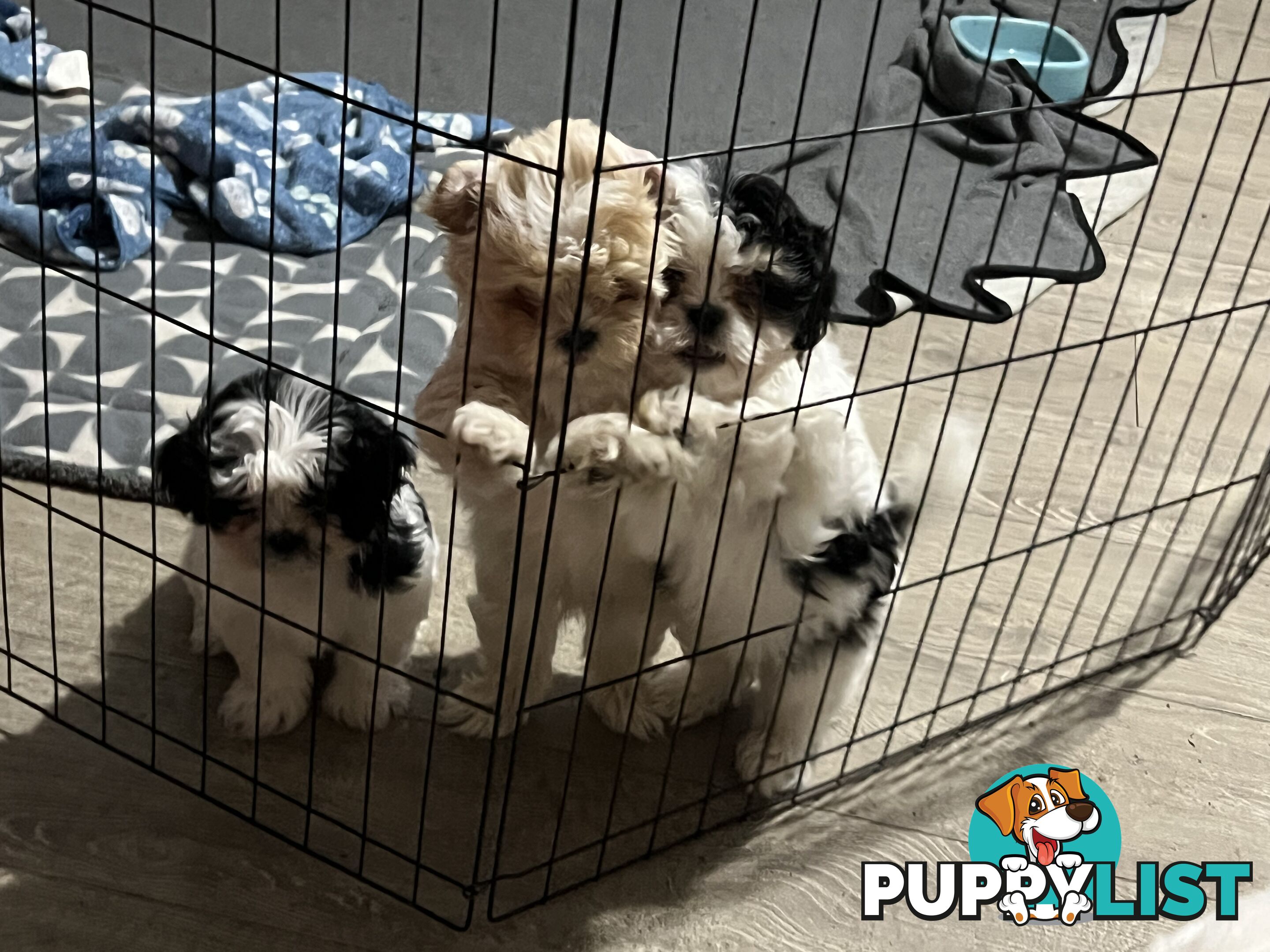 Beautiful Maltese Shitzu Puppies Ready for Forever Home