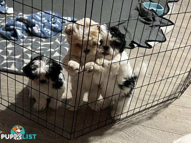 Beautiful Maltese Shitzu Puppies Ready for Forever Home