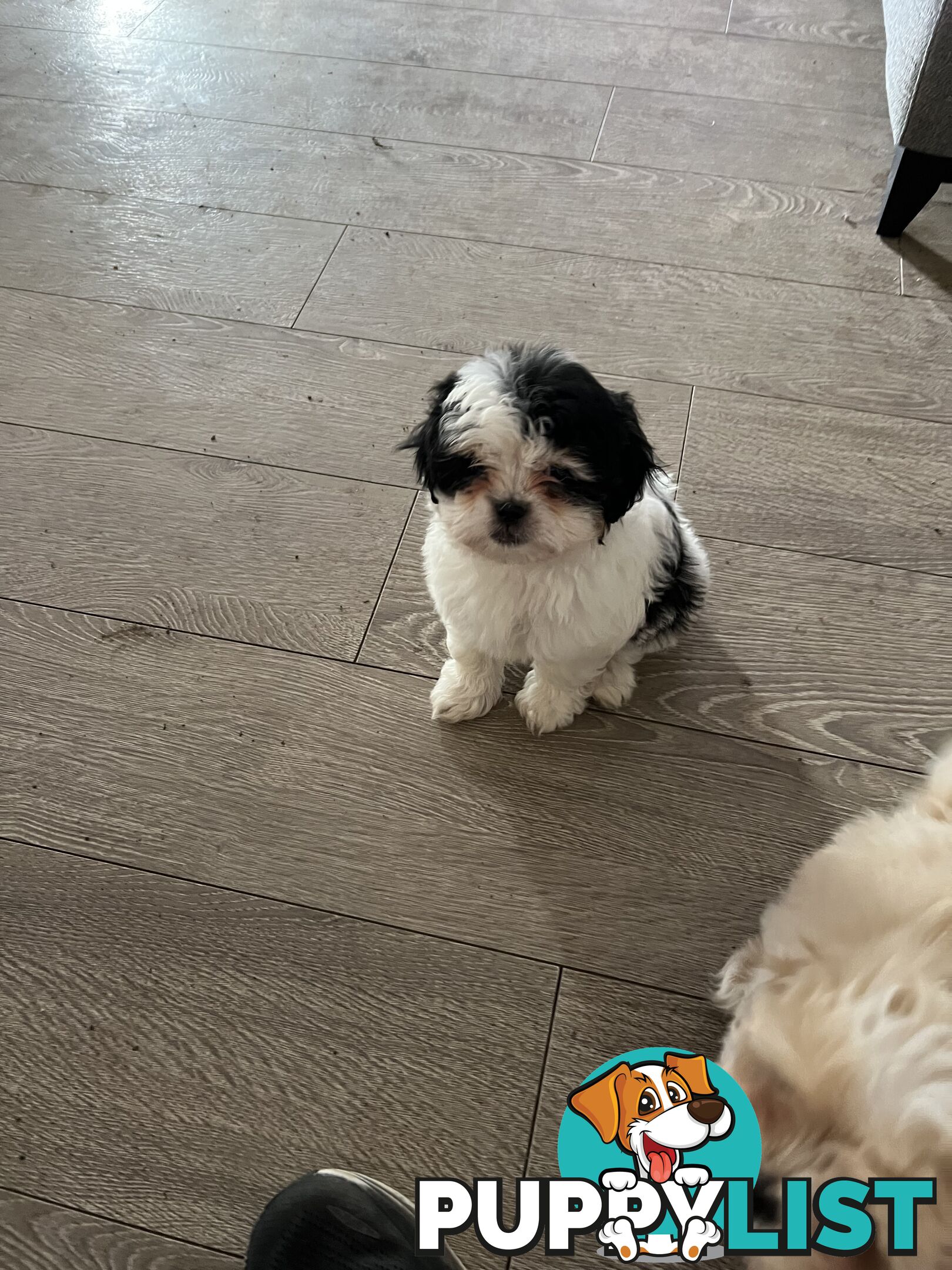 Beautiful Maltese Shitzu Puppies Ready for Forever Home